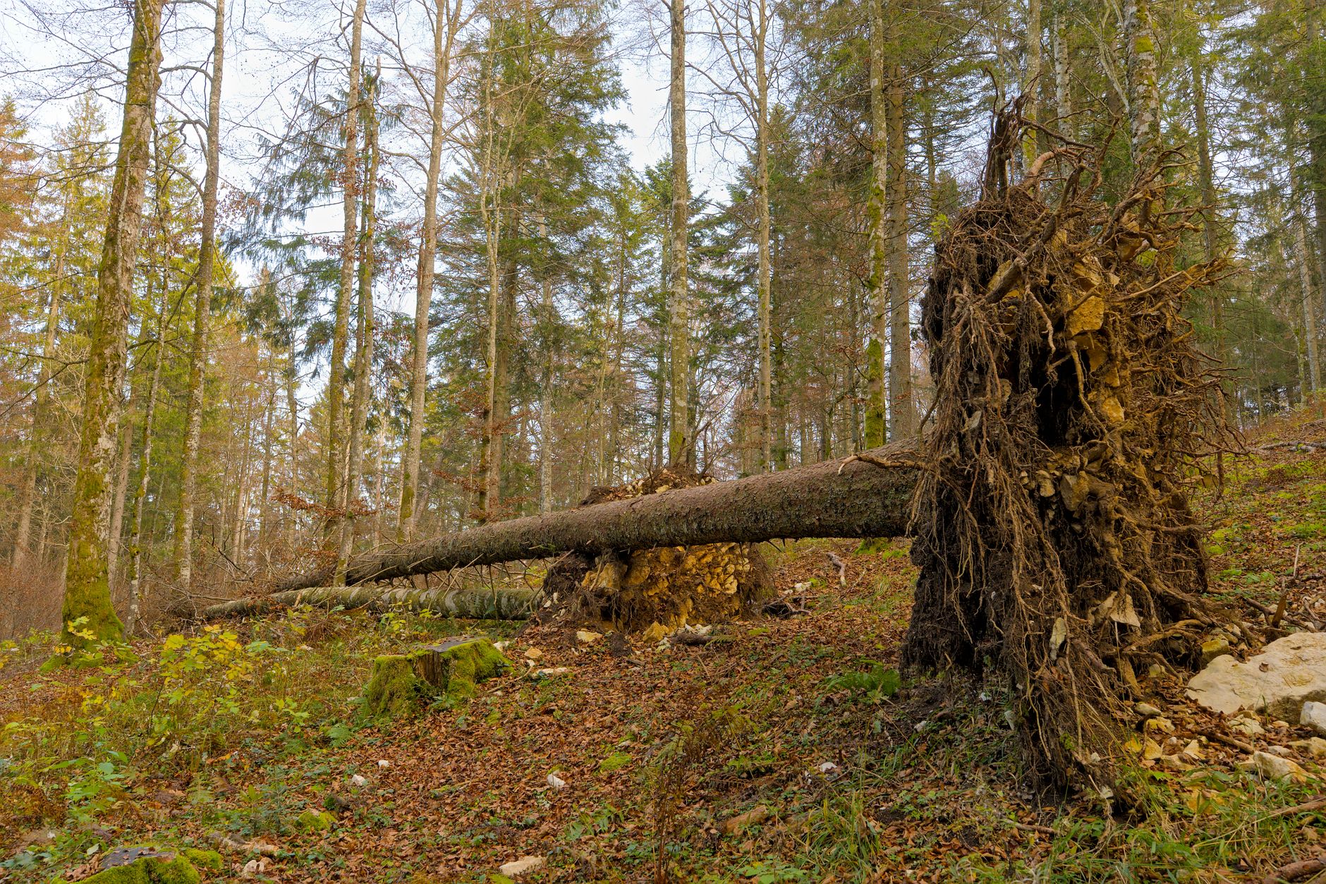 Enlèvement arbre urgence à Caen